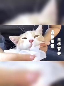 ทิชชู่เปียกสัตว์เลี้ยง 80 แผ่น สำหรับเช็ดสัตว์เลี้ยง แผ่นเช็ดแมว ทิชชู่หมา ทิชชู่เปียก