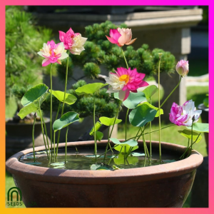 SeedsPLAZA™ - Lotus Water Lily Seeds (6 Seed) Mixed Flower for Planting Bonsai Hydroponic Plant