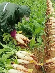 SNOW WHITE RADISH VEGETABLE SEEDS (200 seeds)