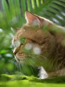 KUANFU | Meat & Goat Milk Probiotic Full-price Cat Food 10jin