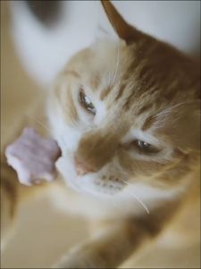 RaNova Dental Care Freeze Dried Snack 朗诺洁齿冻干磨牙棒除口臭