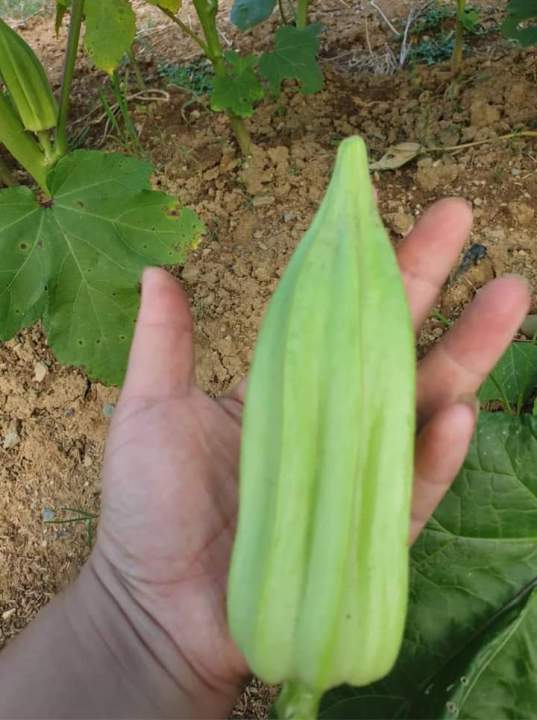 20%20H%E1%BA%A1t%20Gi%E1%BB%91ng%20%C4%90%E1%BA%ADu%20B%E1%BA%AFp%20Kh%E1%BB%95ng%20L%E1%BB%93%20Star%20David_Y%20%E1%BA%A3nh%20kh%C3%A1ch%20tr%E1%BB%93ng%20-%20Image%204