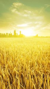 Sách - Danh tác văn học Việt Nam - Giông Tố (tái bản)