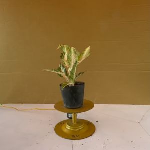 Cây Hồng Ngân - Cây Cảnh Văn Phòng Để Bàn