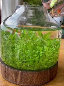 【店铺热销】四季水草种子水草泥生态创意鱼缸玻璃瓶水培植物鱼缸小型家用草籽
