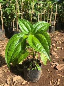 Bibit tanaman pohpohan | pohon lalaban