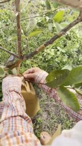 【COD】ขนาด20X30 ถุงห่อผลไม้ กระดาษห่อฝรั่ง มีประมาณ 1000 แผ่น ถุงห่อฝรั่ง ถุงห่อมะม่วง คาร์บอนขนาด เหนียว กันเเดด กันฝน กันแมลงและนก แข็งแรงทนทาน ได้เป็นอย่างดี