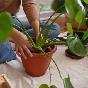 11 Liters Premium Monstera Soilless Potting Mix