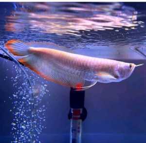 arwana silver red serat merah original size 15-17cm bergaransi