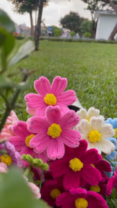 [Mua nhiều giảm nhiều] Hoa sao nhái kẽm nhung nhiều màu sắc sợi kẽm dày mịn hoa handmade quà tặng