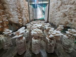 Fruiting Bag Oyster mushroom jumbo size