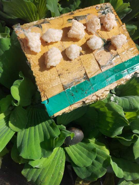 600g trứng ốc bươu đen