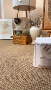3L Large Capacity Canine Cat Dog Pet Circulating Filter with USB Port Pet Fountain Feeder Automatic Water Dispenser for Pet