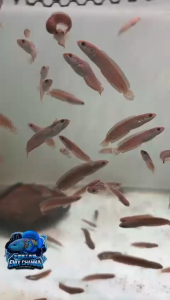 Channa Andrao 奶茶雷龙 5-7cm