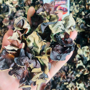 Mộc Nhĩ Rừng Tây Bắc 500g Nấm Mèo Lai Châu Loại 1 Ngon Giòn Không Tẩm Ướp Hoá Chất Tai Nấm To.