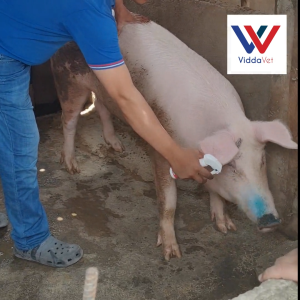 Viddavet Boar odor spray hog mate boar smell for gilts and sows boar taint smell synthetic pheromones for breeding