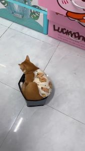 Áo ba lỗ thun (1kg - 10kg ) co giãn in hình the zoo dành cho chó mèo - T3 PETS SHOP