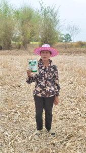 ไบโอฟาง biofang ย่อยสลายฟาง ย่อยตอซัง ย่อยซากอ้อย แก้ข้าวดีด แก้ข้าวเด้ง 1 ซอง (ใช้ได้ 10 ไร่)