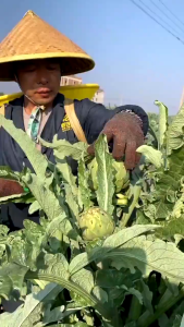 Hạt Giống Hoa Atiso Đà Lạt F1 – Dễ TrồngTỷ Lệ Nảy Mầm CaoCây KhỏeCho Hoa ĐẹpHợp Khí Hậu Việt Nam