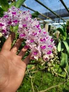 กล้วยไม้ช้างเลือกสีได้ (Rhynchostylis gigantea