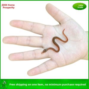 Realistic Animal Models Toy Set for Kindergarten Children Snakes Spiders Ants Ladybugs Bats Mini Insects Simulation Toys