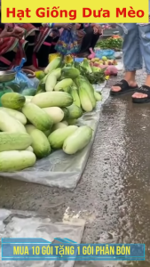 " Gói 50 "Hạt giống dưa chuột mèo bản địa dễ trồng [Seeds]