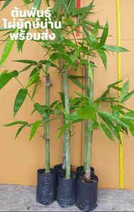ต้นพันธุ์ไผ่ยักษ์น่าน Dendrocalamus giganteus ต้นพันธุ์ชำจากกิ่งตอน สูง 70-80ซม.