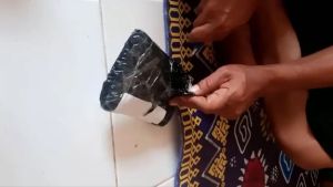 Headlamp LED Osram H6 Lampu AC/DC PNP Universal Motor 6000K Cool white