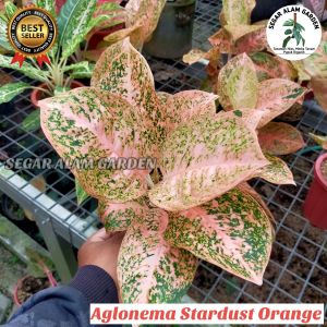 Tanaman Hias Aglonema Stardust Orange Dewasa LOKAL ANTI LONYOT