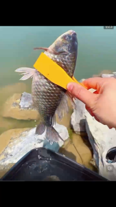Fishing Clip Fishing Tongs Fish Catcher Fish Extractor Fish Gripper Anti Slip Fish Clip Plastic Clip