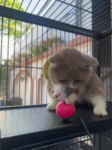 ĐỒ CHƠI BÓNG CHUỘT LẬT ĐẬT CHO MÈO