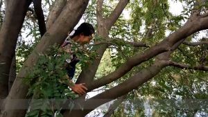 SNOW LOTUS SEED 500g 雪莲子/皂角米 养颜嫩肤 美容三宝