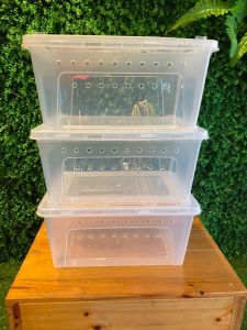 NOMOY PET - LARGE H5 H4 reptile breeding box (plastic herp box) (reptile) (gecko box)