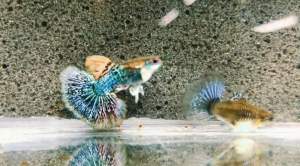 Blue Dragon HM Guppy