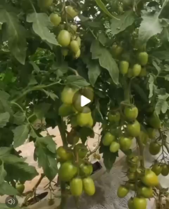 Benih Tomato Ceri Hijau(30/50 Seeds)/绿翡翠圣女番茄种子/Green Cherry Tomato Seeds