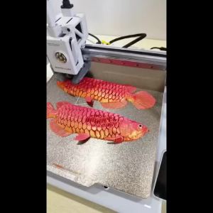 Bộ Sợi In 3D Hai Màu Silk 250g 1.75mm PLA Với Độ Chính Xác ±0.03mm Dành Cho Máy In FDM Xanh Lam Đỏ + Xanh Lục