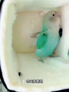 รังนก อบอุ่น กันหนาว สำหรับนกแก้ว นกฤดูหนาว รังฝ้าย สำหรับนกค๊อกคาเทล นกบัดกี้ นกเลิฟเบิร์ด ขนาดเล็ก หนา รังฝ้ายภายนอก ฉนวนกันความร้อน