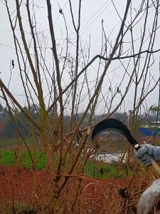 Agealter Outdoor crop tools such as weeding and harvesting wheat and corn manganese steel crescent sickles