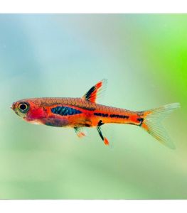 Least Rasbora/ Boraras Urophthalmoides/Ornamental fish/Freshwater/Readystock