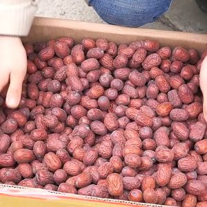 Táo Đỏ Nhược Khương nguyên bụi không qua sấy rửa. Táo Đỏ Tân Cương chín khô trên cây 100% tự nhiên loại ngon Thượng hạng