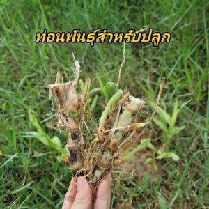 หญ้าหวานอิสราเอล60ท่อน พิเศษ สำหรับปลูก หญ้าหวาน เกี่ยวกับเลี้ยงสัตว์ ผลิตภัณฑ์เสริมสร้างสุขภาพ มากที่สุด