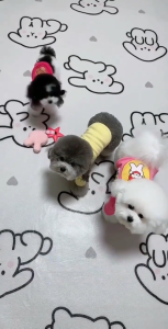 กรงแมว พรม ผ้าปูพื้นสุนัข แผ่นรองแม แผ่นเย็นสัตว์เลี้ยงแผ่นรองสัตว์เลี้ยง PVC