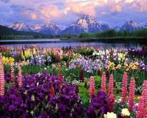 Flowers and Lake near the Mountain Paint By Numbers For Adults Handpainted Number Drawing Coloring Wall Art Living Room Decor