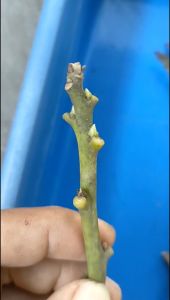 Entress Alpukat Nikol superr