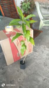 Cây nhàu cao tàm 1m cây khoẻ đẹp