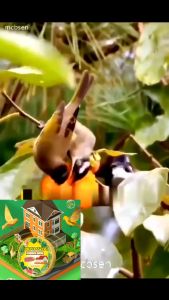 ที่ไล่นก ก้อนไล่แมว ก้อนไล่นก นกได้กลิ่นแล้วบินหนีไป ไล่นกได้ง่าย ยาเม็ดการบูรทำจากสารสกัดธรรมชาติ ไล่แมลงสาบ ไล่แมลง ไม่เป็นอันตราย เครื่องไล่แมว