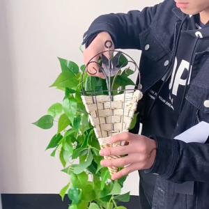 Buy oneget one free: 90 cm artificial hanging pothos vine artificial hanging green ivy leaf wreath | Artificial hanging pothos vine green wall decoration for balconies homes cafés and weddings