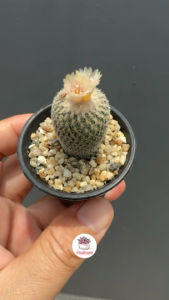 อีพิเทอแรนธา Epithelantha micromeris subsp. polycephala กระบองเพชร แคคตัส ไม้อวบน้ำ cactus&succulent