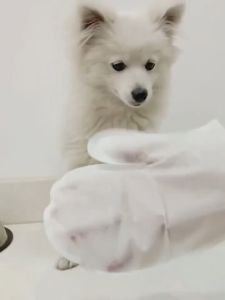 [Rẻ vô địch] DONO Găng Tay Tắm Khô Khử Mùi Vệ Sinh Cho Thú Cưng