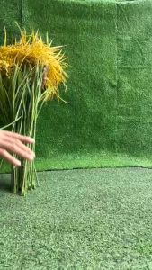 LÚA GIẢ. CÂY LÚA GIẢ 2 MÀU XANH VÀNG ( CAO 70CM)